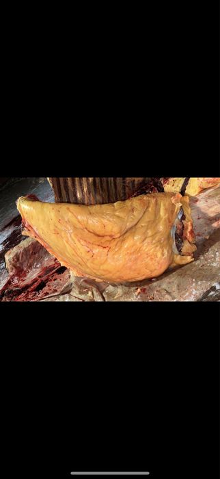 Согым семиз бие 2,3 ели