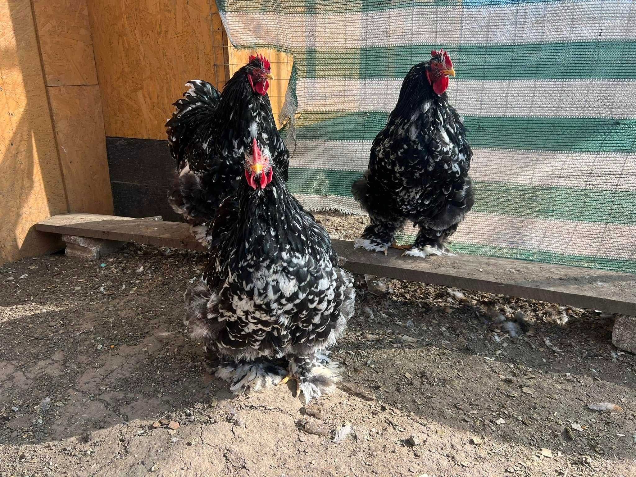 Cocosi Brahma HD Albastru Gold Potarnichiu Cochinchina Urias bobat
