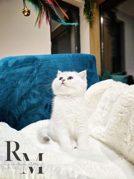 Pisică British Shorthair