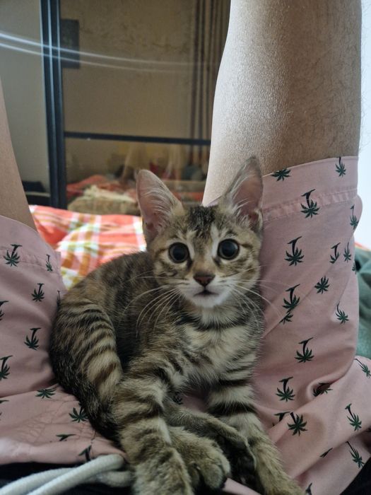 Отдам котёнка 3 месяца