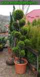 Pon pon, spirale tuia smarald, plante decorative pentru decor