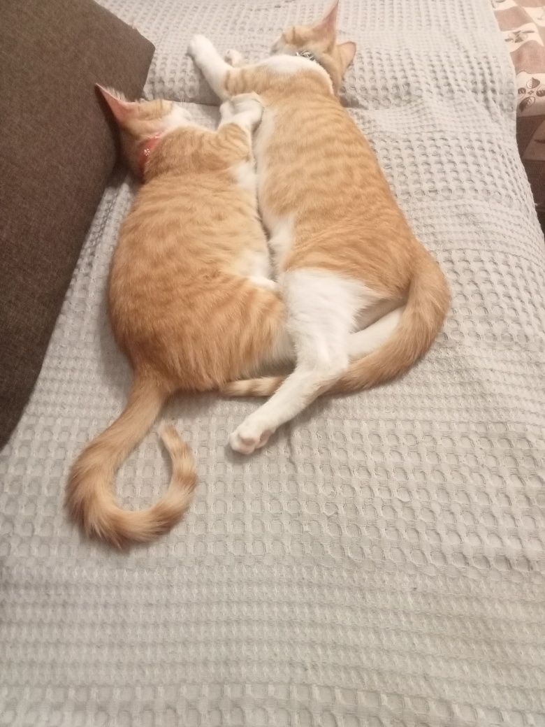 2 pisoi masculi spre adopție,gratuit
