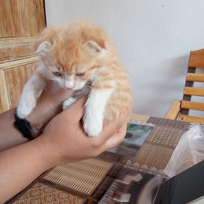 Отдам в хорошие руки