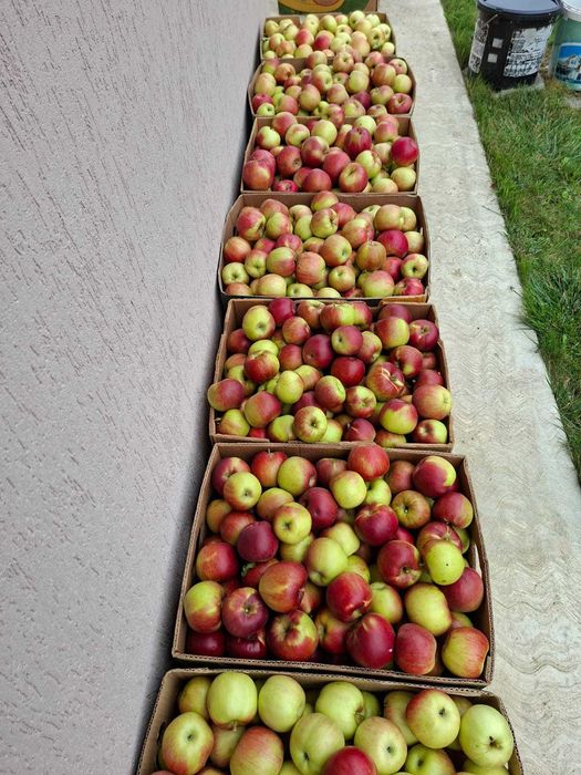 Vând mere bio, culese astăzi, 100% naturale.