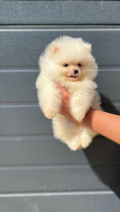 Fetita Pomeranian