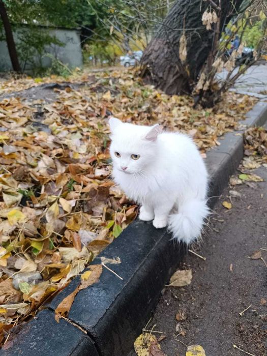 Ищем добрую семью кошечке