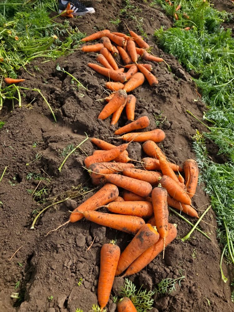 Продажа картофеля сорта ГАЛА и КОЛОМБО