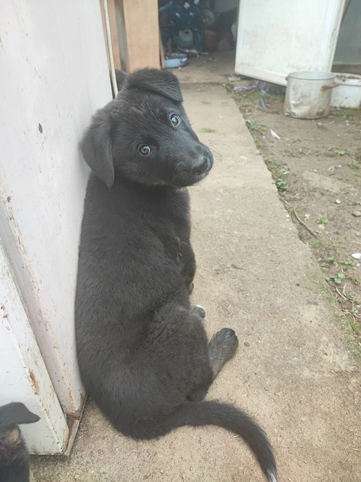 Подарявам тези зверчета на 2-месеца.Майка-каракачанка,баща-немец. Ли