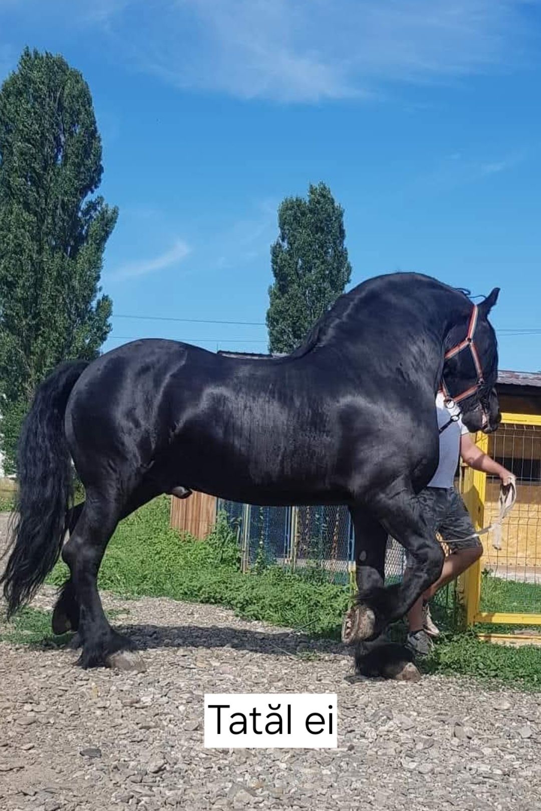 Vând mânză in vârstă de 10 luni