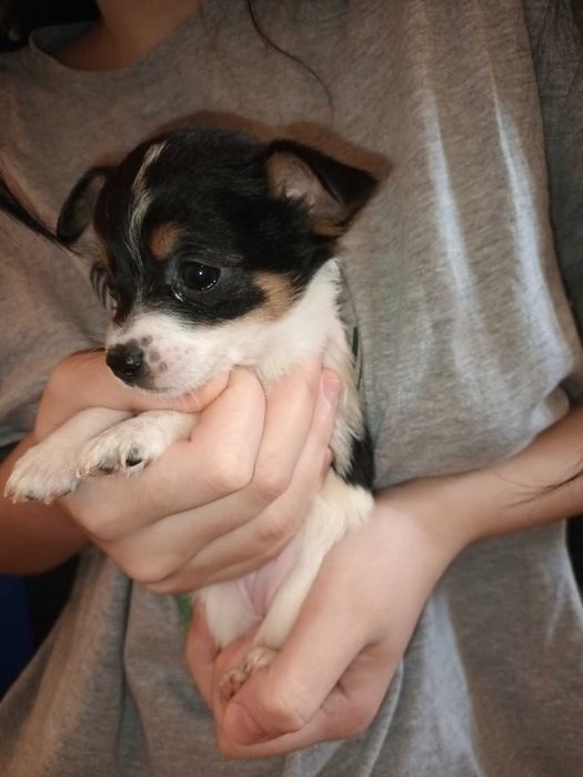 кученца кръстоска мини пинчер/чихуахуа