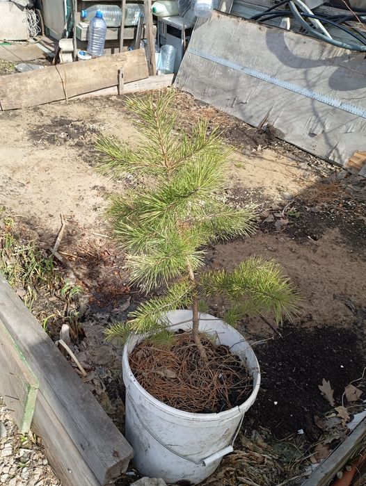 Продам саженцы дуба, сосны, сливы