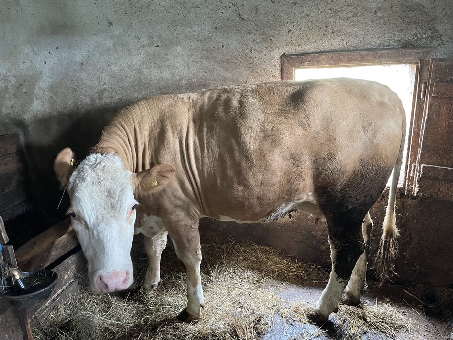 Vand juninca în varsta de 2 ani, gestanta in 8 luni