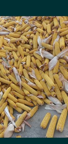 Продам кукурузу по 80 есть доставка за отдельную плату