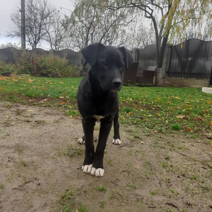 Cățeluș spre adopție