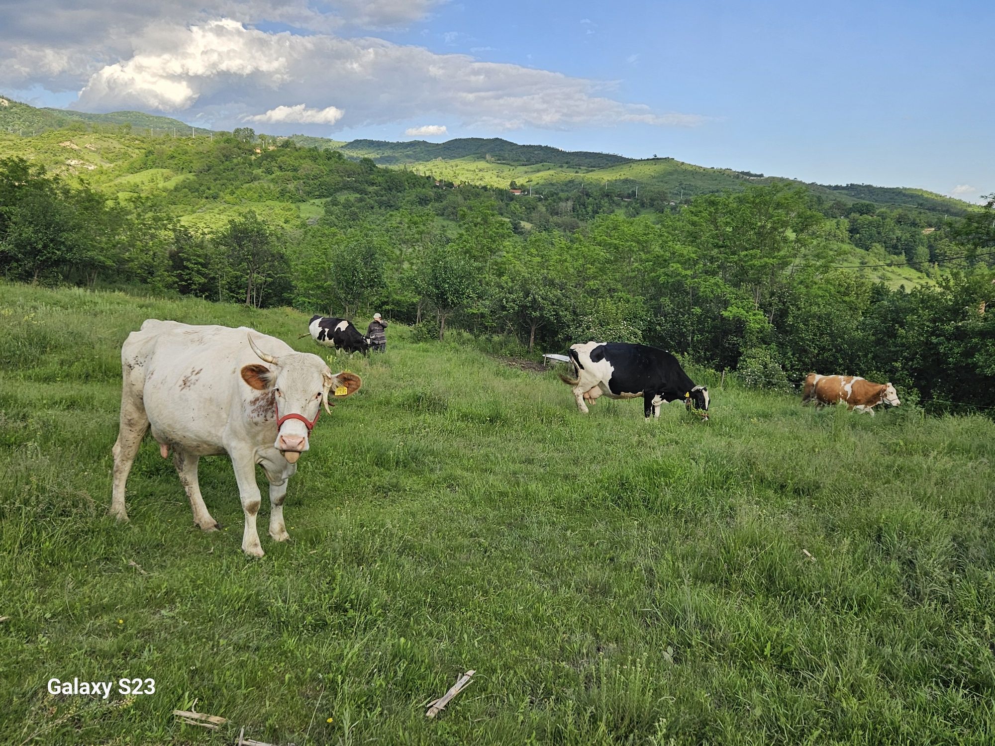 Vând 8 vaci Balțată Românească + casă de locuit + teren