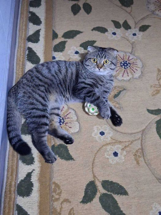 Вислаухий 2 ёш паспортлари бор