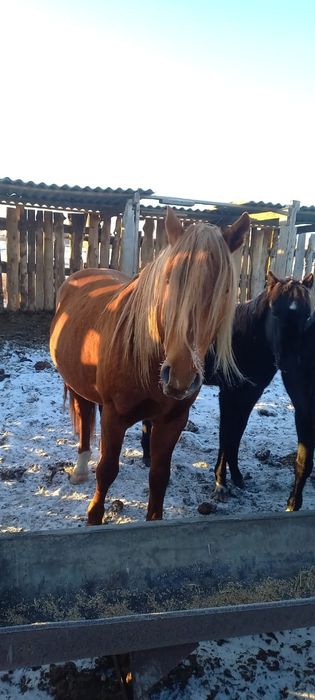 9 жасар Айғыр сатылады