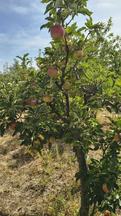 Mere Golden, Idared și Florina – calitate superioară