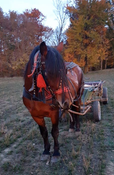 Armasar tânăr deosebit de cuminte de vanzare