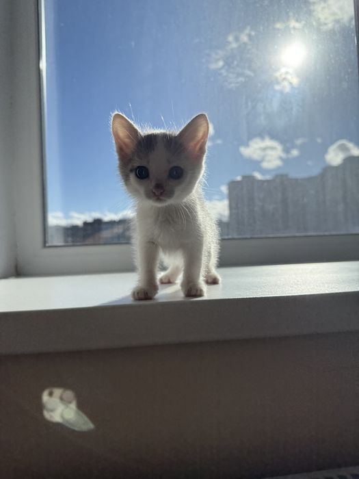 Отдам котенка в добрые руки
