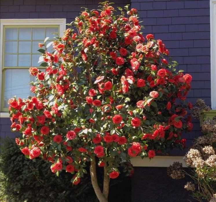 Butas (Răsad) Trandafir Japonez , Roz, rosu, galben, alb, portocaliu