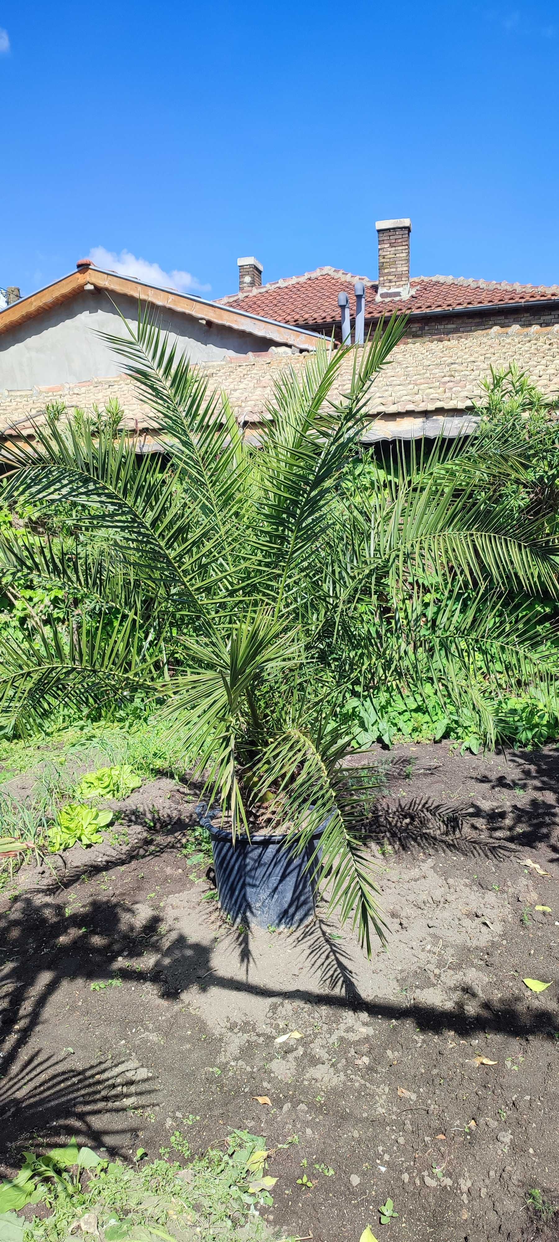 Финикова палма, Канарска, (Phoenix canariensis)