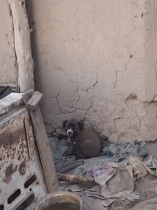 Күшік. сатыладыы