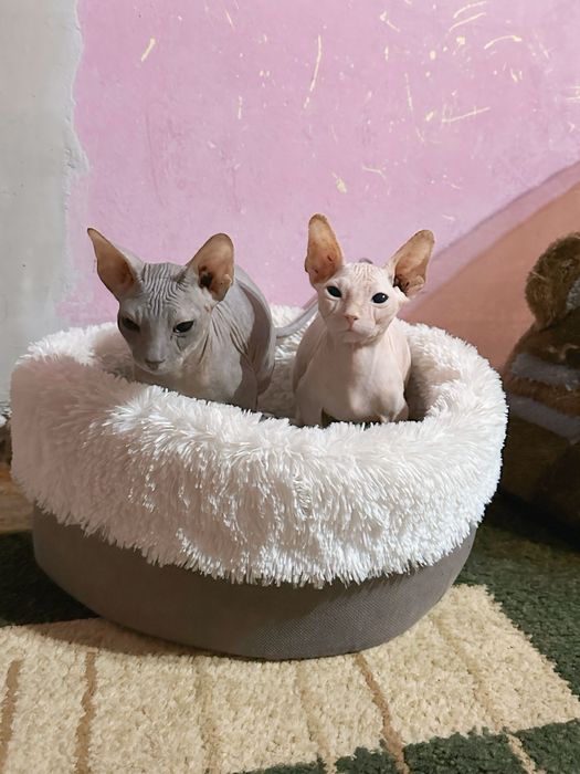 Котята канадского сфинкса