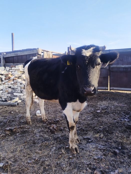 Продам телку.   .