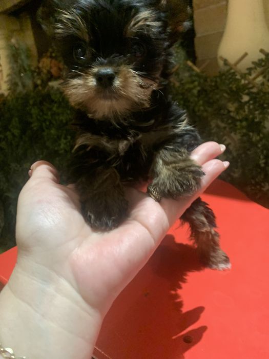Yorkshire. Terrier fetita