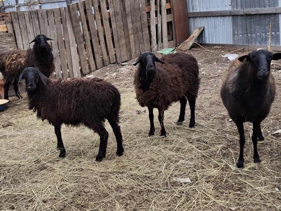 Продам баранов, Қой тоқты сатам.