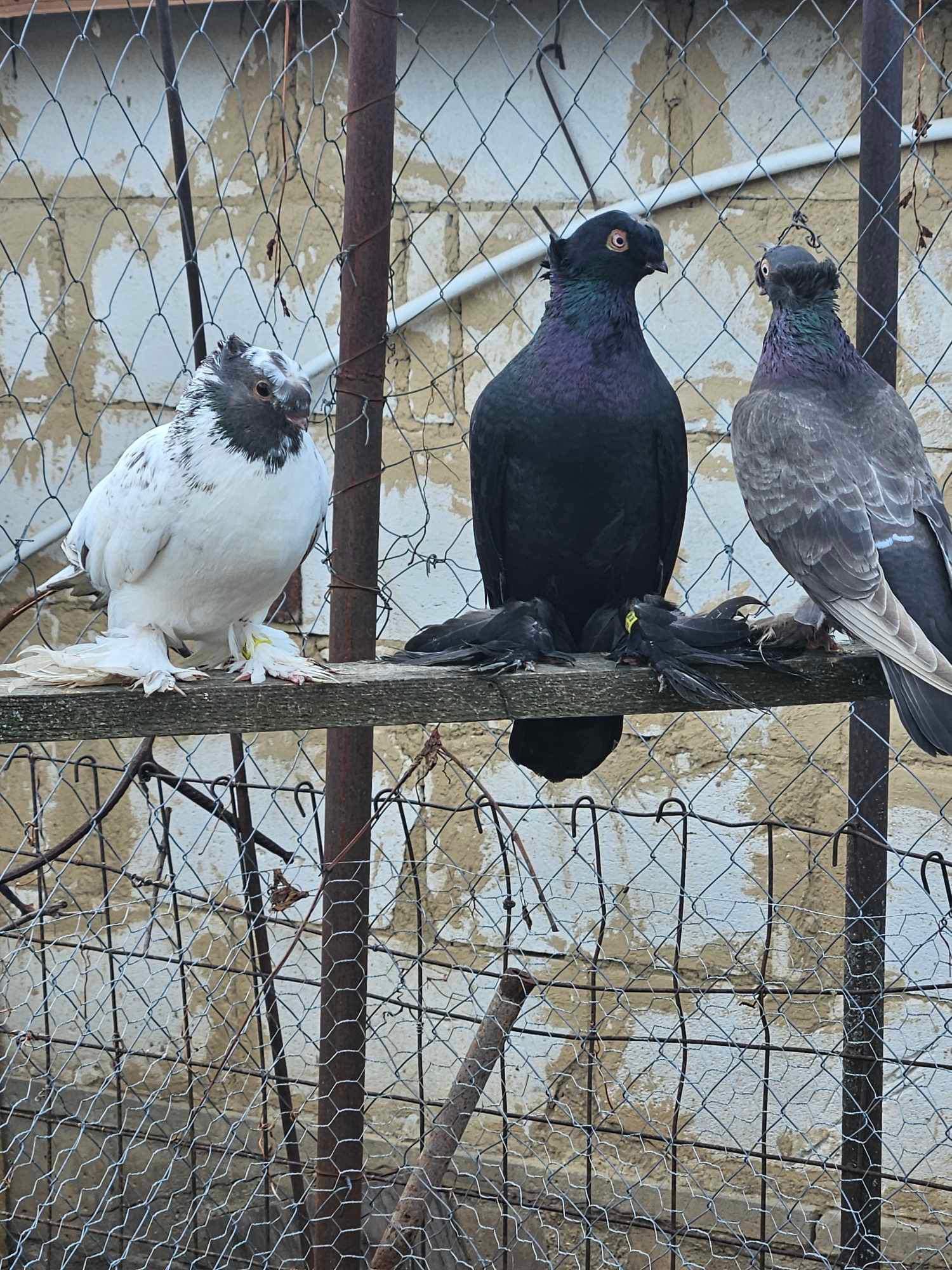 Porumbei rostovi și jucători de Botoșani