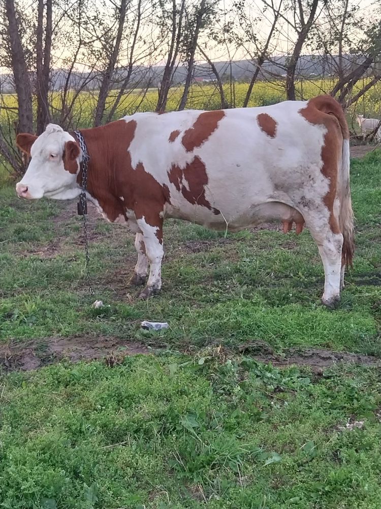 Vaci de vanzare bune de lapte