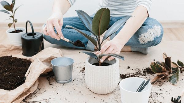 Комнатные цветы.