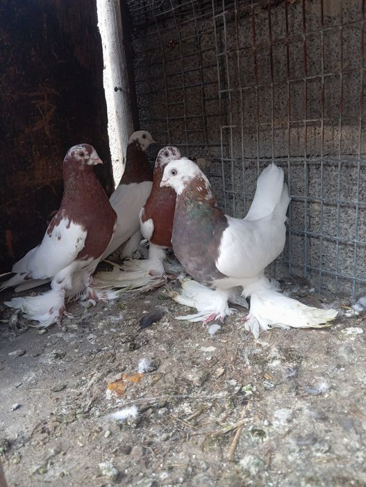 Продам капканов голубей
