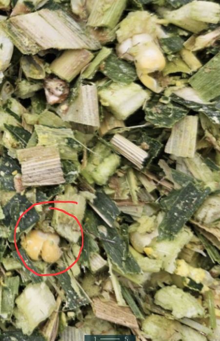 Vand Siloz de porumb, balotat si infoliat 2025