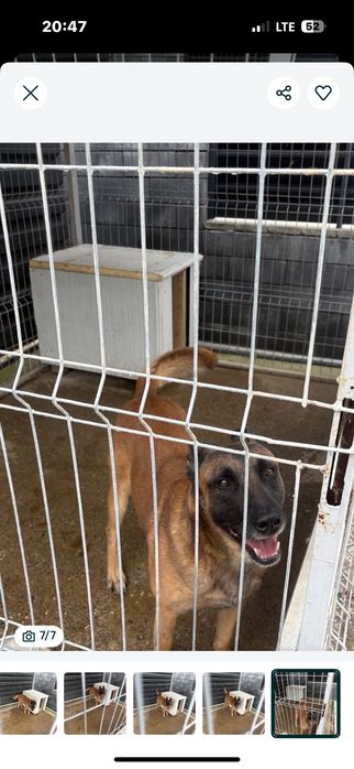 Donez ciobanesc malinois