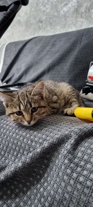 Отдам даром котенка
