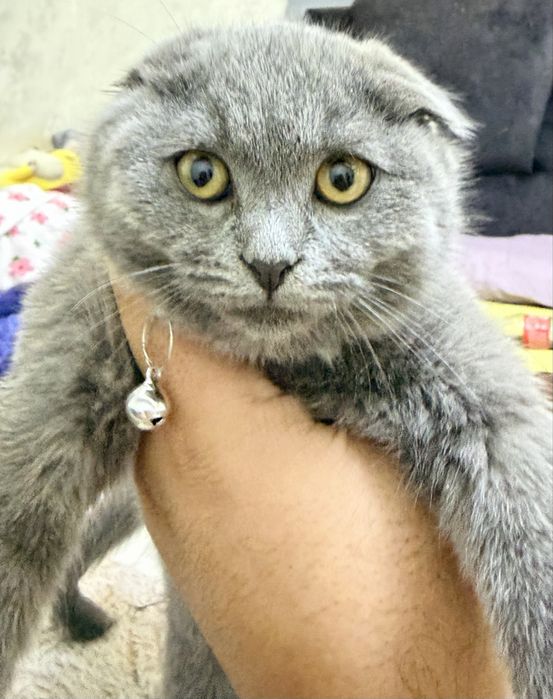 Scottish Fold Yangi Yilga yaqinlaringizni xursand qiling!