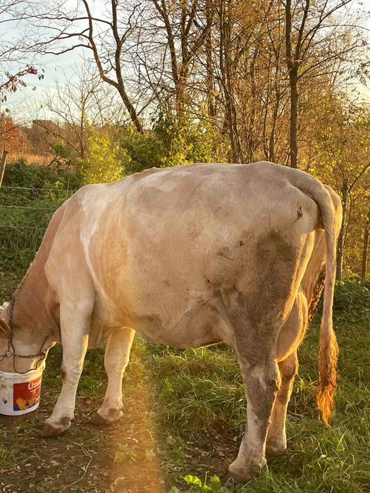 Vând o vaca baltata românească gestanta de 3 luni