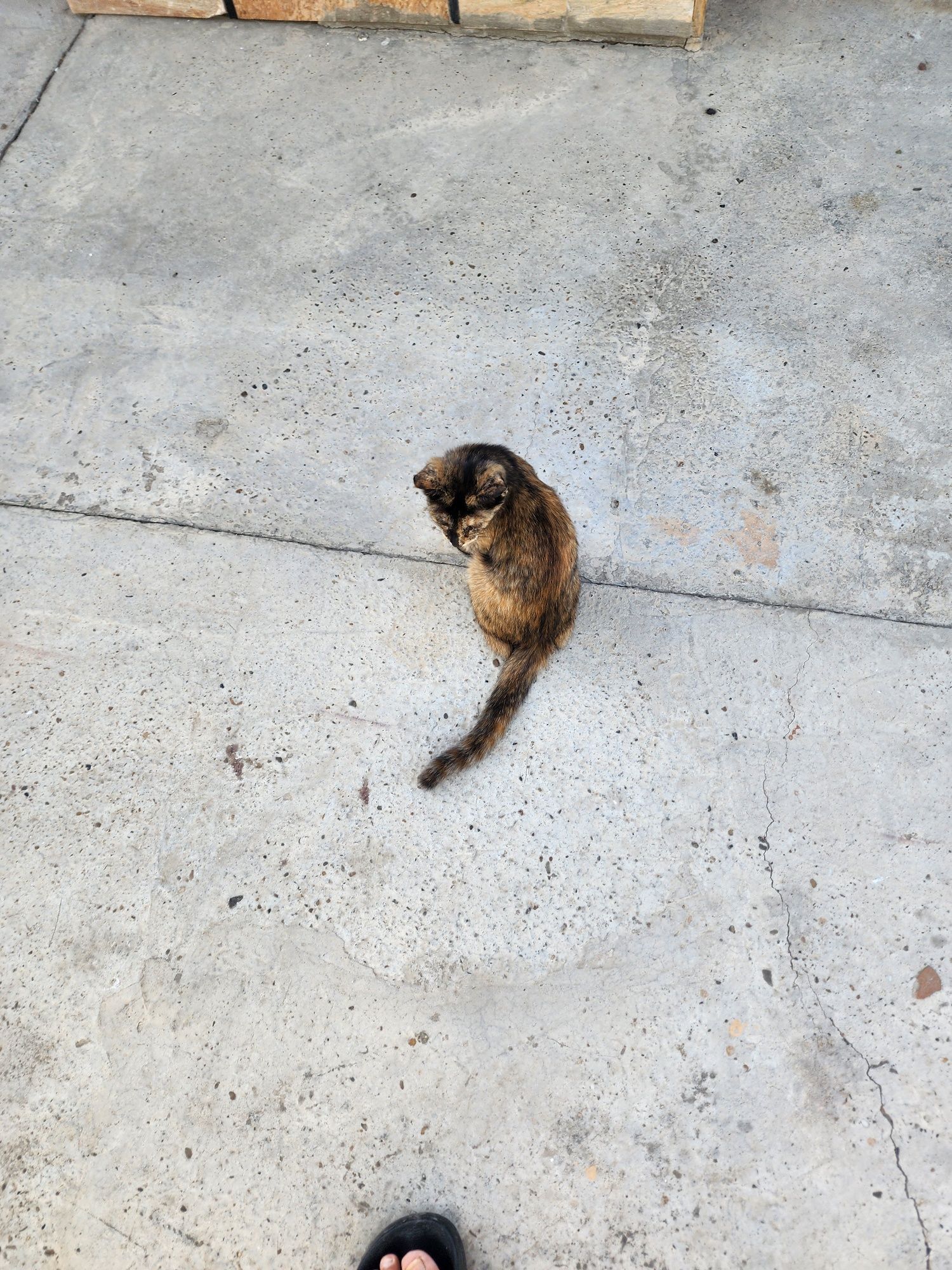 Котята 3х месячные