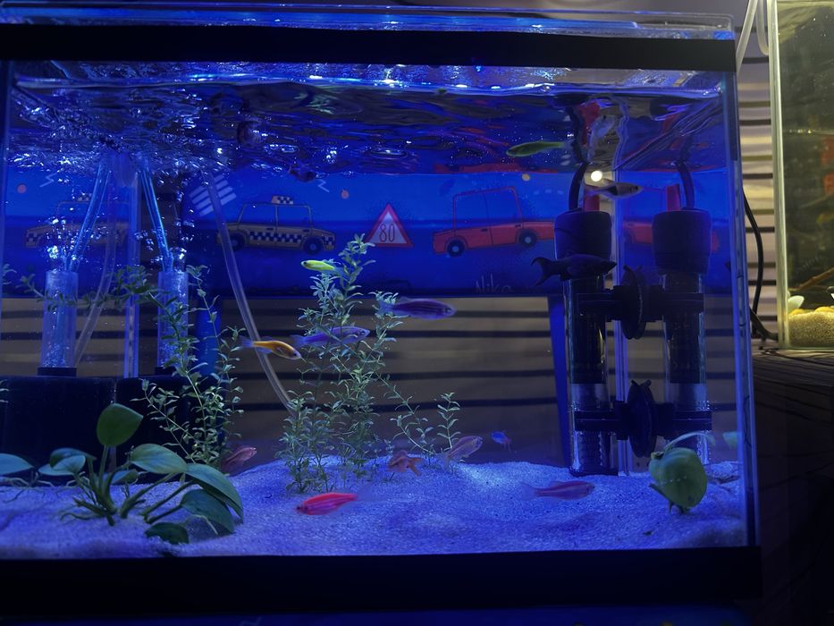 Обменяю 4фиолетовые  данио на другтх рыб