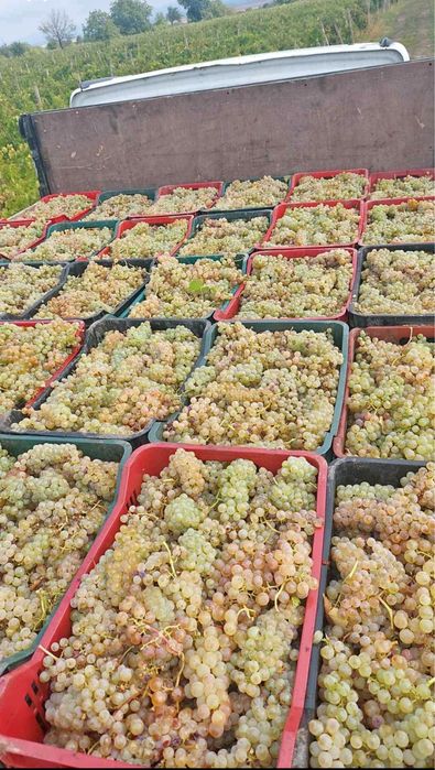Vand struguri de vin 2025