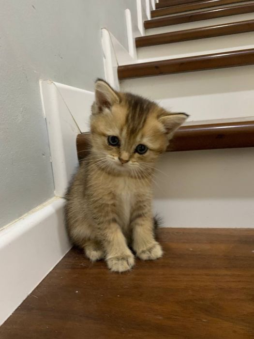 Продаёте британские золотые шиншиллы