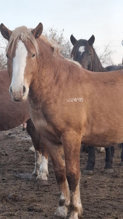 Жеребцы,Советские тяжеловозы