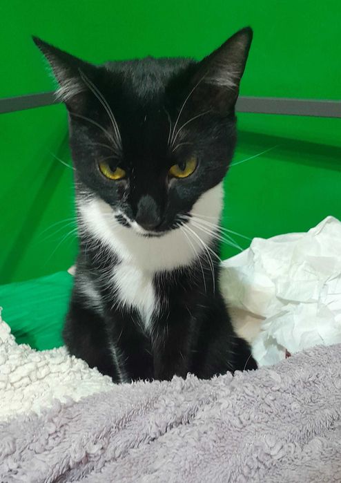 Adoptie pisica neagra Andra