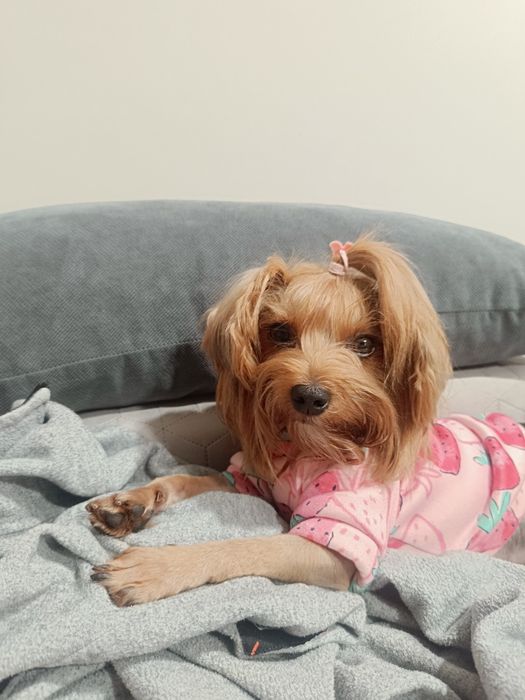 Отдава се мини йорки (3-годишен, възпитан, много спокоен)