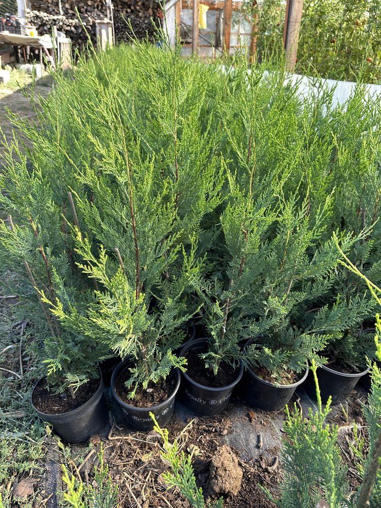 Tuia Leylandii Gold 80 cm- 1 m