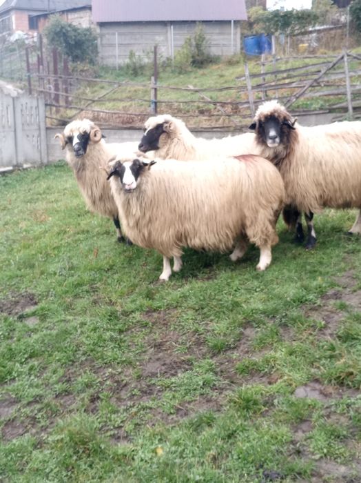 Vând 4 oii breze