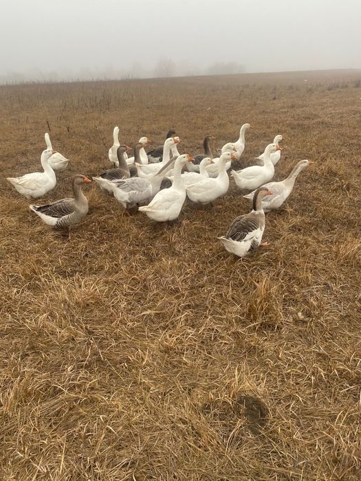 Қаздар сатылады 10000, үйрек сатылады 8000